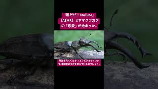 【ASMR】ミヤマクワガタの「恋愛」が始まった。 #sdgs #クワガタ #虫の音 #asmrchewing #カブトムシ #虫の声 #昆虫 #asmrsounds #mukbang #yt