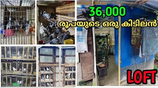 36,000 രൂപയുടെ ഒരു പ്രാവുകൂട് കണ്ടപ്പോൾ 😯Pigeon loft malayalam