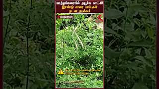 ஊத்தங்கரையில் அபூர்வ காட்சி! இரண்டு சாரை பாம்புகள் நடன மயக்கம் #Reels | #Krishnagiri | #Snake