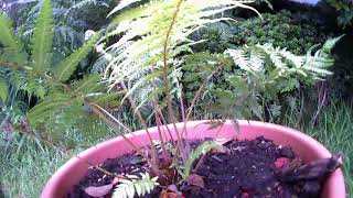 Tree Fern Timelapse - 71 days