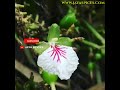 green cardamom ஏலக்காய் इलायची ഏലം cardamom flower bloomed video