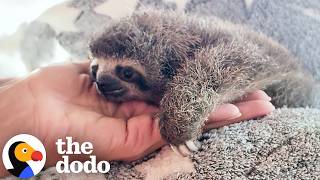 Watch This Days-Old Baby Sloth Get Stronger And Stronger Every Day | The Dodo