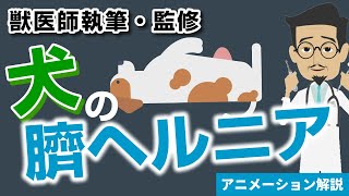 犬の臍ヘルニアについて【獣医師執筆監修】症状から治療方法