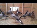 young racing pigeons molting