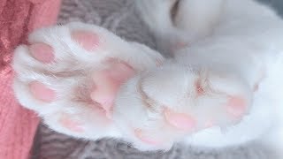 肉球大好き♡ツンデレ猫ちゃんの肉球をぷにぷに！！【スコティッシュフォールド】-  Touch the cat's paws