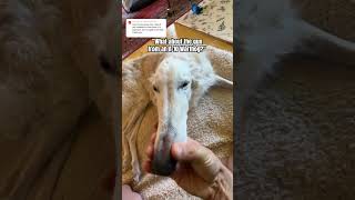 GAU-8/A Avenger 30mm Gatling gun. #borzoi #doglife #dogs #hoark #unhinged #wow #a10 #warthog #funny