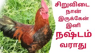 சிறுவிடை கோழி வளர்த்தா இனி நஷ்டம் வராது,| siruvidai kozhi valarpu murai in tamil.