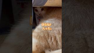 まだ自分の体が子猫だと思って無理やりランドセルに入るココたまw#cat #猫のいる暮らし #猫のいる生活 #スコッティッシュフォールド #ニャンズ #ランドセル