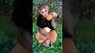 MACAQUINHO NÃO DEU PÃO PRA VITORIA #humor #comdia #comedy #comedia #youtube