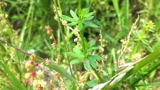 Hedge Bedstraw (Galium Mollugo) - 2012-06-07