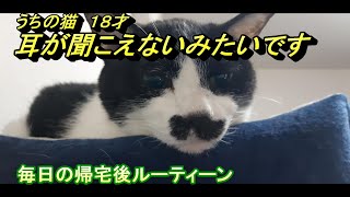 うちの猫１８才耳が聞こえないみたいです。帰宅後ルーティーン #保護ネコ #捨て猫  #cat #猫