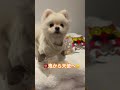 節分で鬼になったポメラニアン ポメラニアン 犬 動物 pomeranian dog shorts 포메라니안