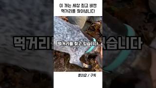 개가 찾아내는 세상 제일 귀한 먹거리