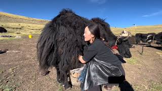 Unseen Life of Tibetan Nomads | Life in Pastoral Area