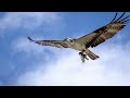 Amazing aerial anglers: The power and prowess of the Osprey