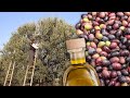 ACEITE 100% artesanal. Recolección de las olivas y su elaboración en el molino en 1995 | Documental