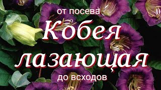 Как вырастить кобею из семян. Основные этапы при посеве кобеи. Простой и легкий способ.