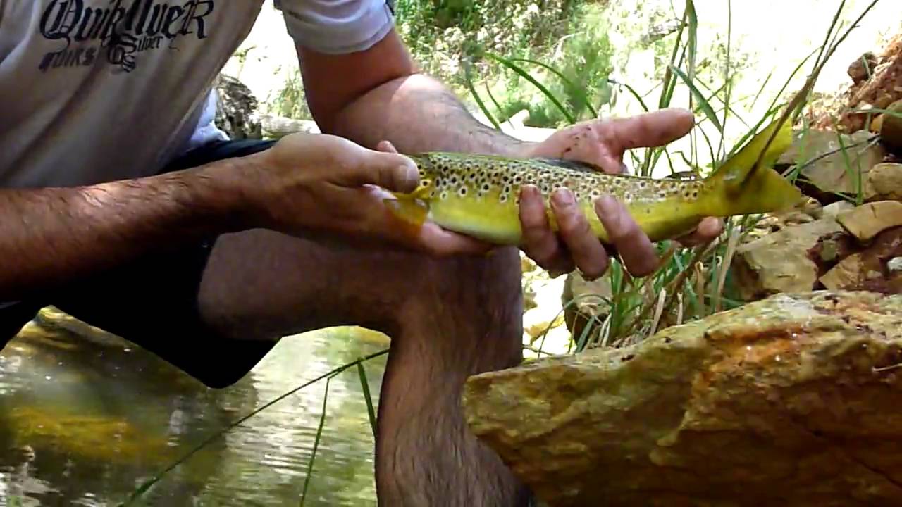 Tickling Trout Part 2 Youtube