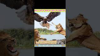 eagle vs lion | बाज ने शेर के बच्चों को चुराने की हिम्मत की | #shorts #lion #eagle