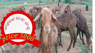 original deshi mendha price 5000/original ଦେଶୀ ମେଣ୍ଢା ପ୍ରାଇସ୍‌5000