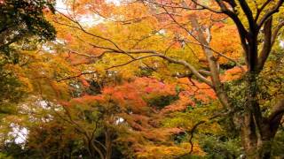 [HD] Kameyama Park, Arashiyama / 嵐山・亀山公園界隈