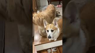 【コーギー】りんご泥棒の瞬間#shorts #corgi #コーギー #雑種