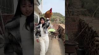 A big rooster that can understand human language. Internet celebrity rooster. Everything has a s