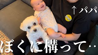 大好きなパパだけは赤ちゃんに譲りたくない兄犬が可愛すぎたww【マルプー×生後4ヶ月】