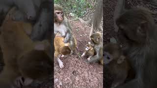 When 2 families of baby monkeys meet