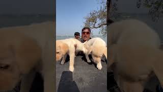 নতুন বছরে কম দামে Labrador Puppies কিনুন.