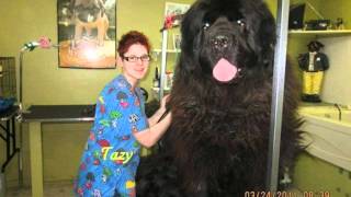 Worlds Biggest Newfoundland Dog 🐶 世界上最大的纽芬兰犬