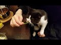 エキゾチックショートヘアが猫草を食べるだけの15秒　exotic shorthair eating cat grass