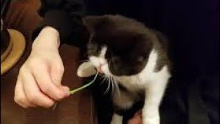 エキゾチックショートヘアが猫草を食べるだけの15秒　Exotic shorthair eating cat grass