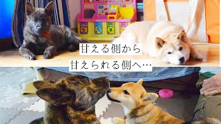 柴犬に甘えていた甲斐犬が今度は柴犬に甘えられる！！！甲斐犬の心と体の成長記録【甲斐犬・柴犬】