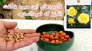 تکثیر گل رز به وسیله بذر و خواص داروئی میوه گل شما را تشویق میکند از این میوه صدها گل پرورش دهید