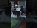 地域猫活動をしています😻飼い主のいない猫問題を、優しい気持ちで解決することを目指します🍀【犬猫殺処分率ワースト 2020年度 の長崎県で殺処分ゼロを目指すチャンネル】