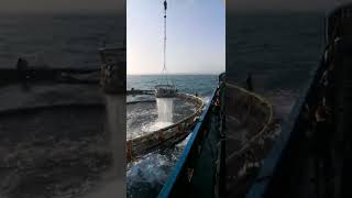 fish cage harvesting #fishcage #fishharvesting #fishharvest