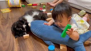 子供の隣に来る猫　ノルウェージャンフォレストキャット　ラガマフィンA cat that comes next to a child. Norwegian Forest Cat. Ragamuffin.