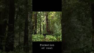 formation of coal 🎄🌴🌲