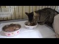 【子猫】子猫がミルクを飲みたいと言うシーンがこちらです