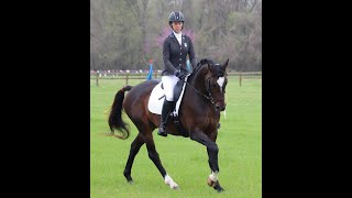 Barbarossa Trakehner Stallion in training