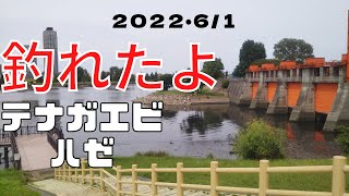 【テナガエビ・ハゼ釣り】梅雨入り前の荒川！赤羽岩淵水門でシーズン入り前の江戸前の旬の釣り物、テナガエビとハゼを生ハムで釣る！心霊スポットらしいけど？陽気に溢れた綺麗な釣り場！皆んな有り難う！！