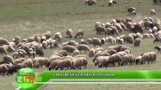 Vanlı besiciler yayla yolunda