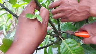 pangkas mangga batang besar