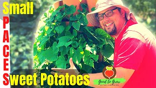 How to Manage Your Vining Sweet Potatoes In Small Spaces | Guten Yardening