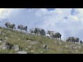 la transumanza nell appennino lucano