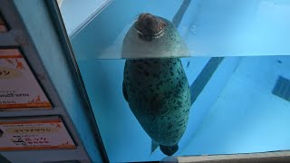 ゆっくり沈む！くるくる回る！　ゴマフアザラシのしらたま君！ - Spotted Seal \