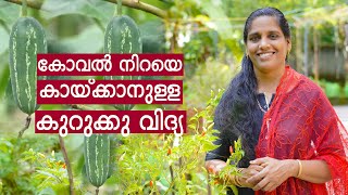 കോവൽ നിറയെ കായ്ക്കാനുള്ള കുറുക്കു വിദ്യ | Koval Krishi | Ivy Gourd Cultivation and Care