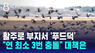 활주로 부지서 '푸드덕'…\