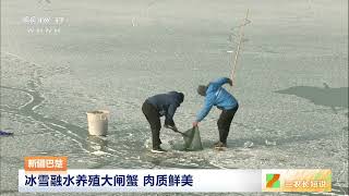 [三农长短说]新疆巴楚 冰雪融水养殖大闸蟹 肉质鲜美 | 农业致富经 Agriculture And Farming